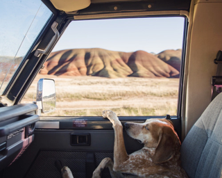 Illustration for article titled Cool FJ60 pics W/Maddie the Coonhound